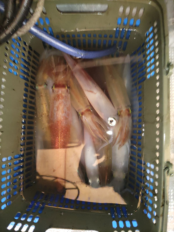 GW中の釣果