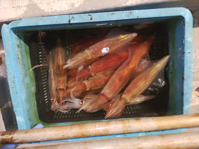 GW中の釣果