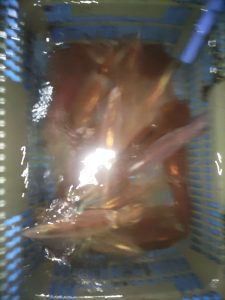 20240518最近の釣果です。