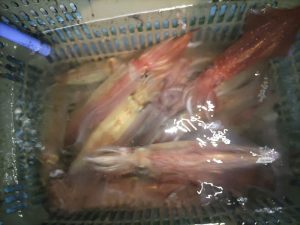 20240518最近の釣果です。