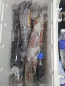 20240518最近の釣果です。