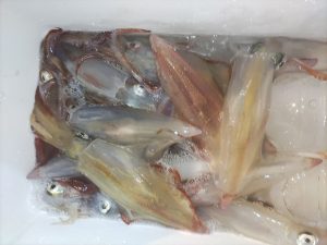 20240518最近の釣果です。