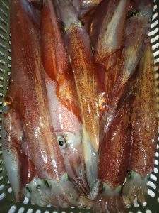 20240518最近の釣果です。