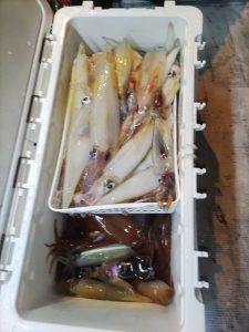 20240518最近の釣果です。