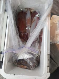 20240518最近の釣果です。