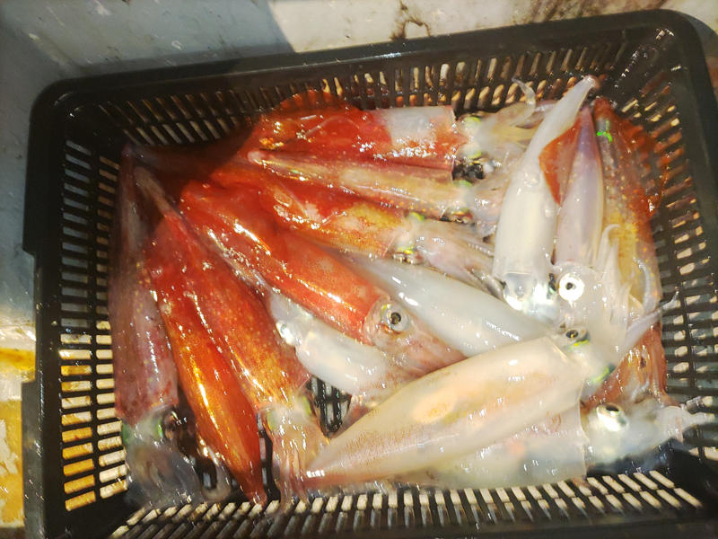 20240606釣果