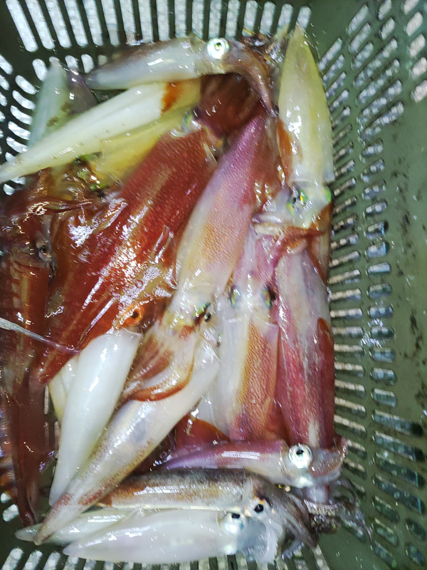 20240606釣果