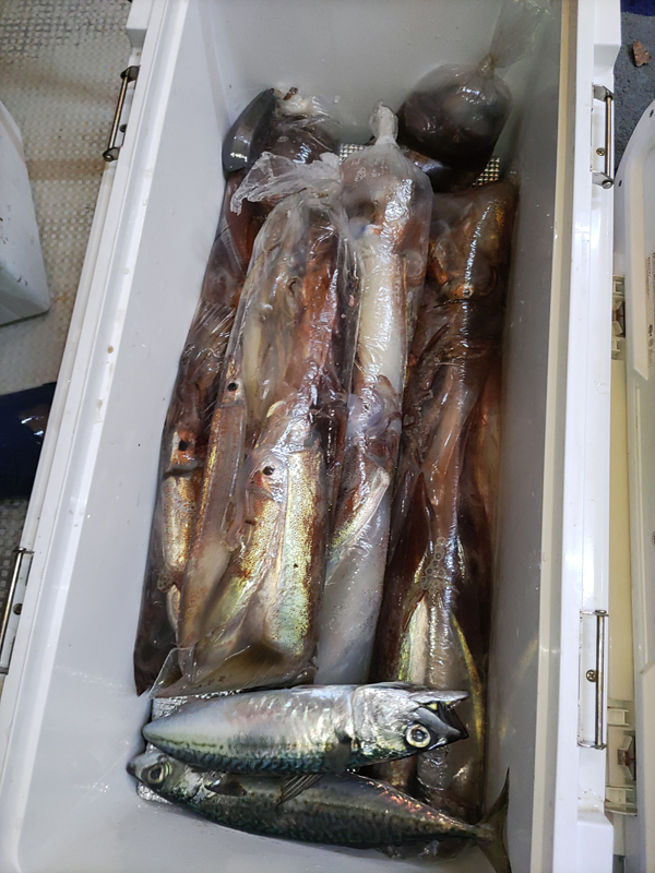 ここ数日の釣果です。2025年4月28日
