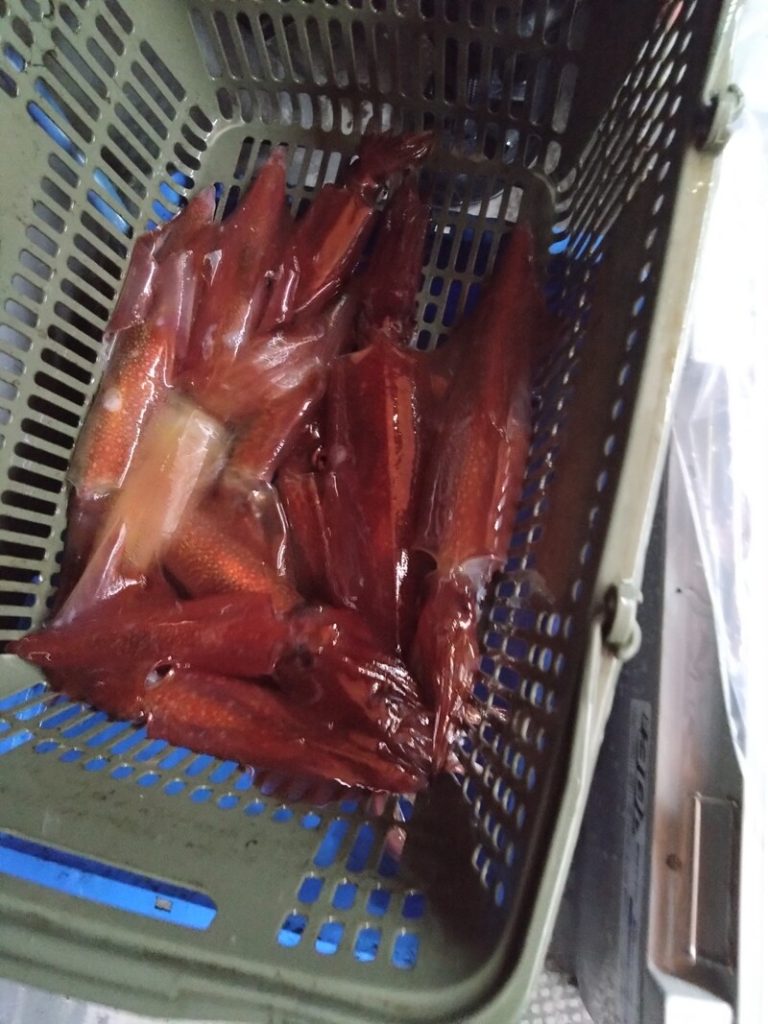 先日の釣果です。
