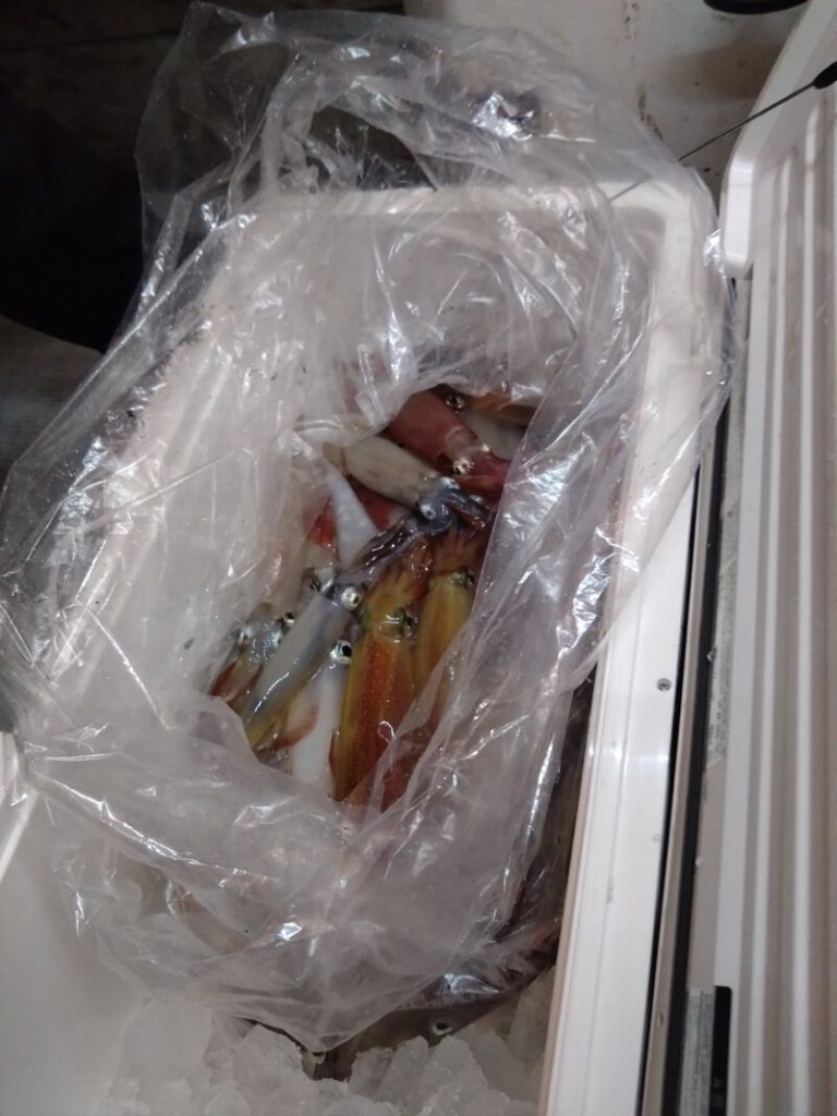先日の釣果です。