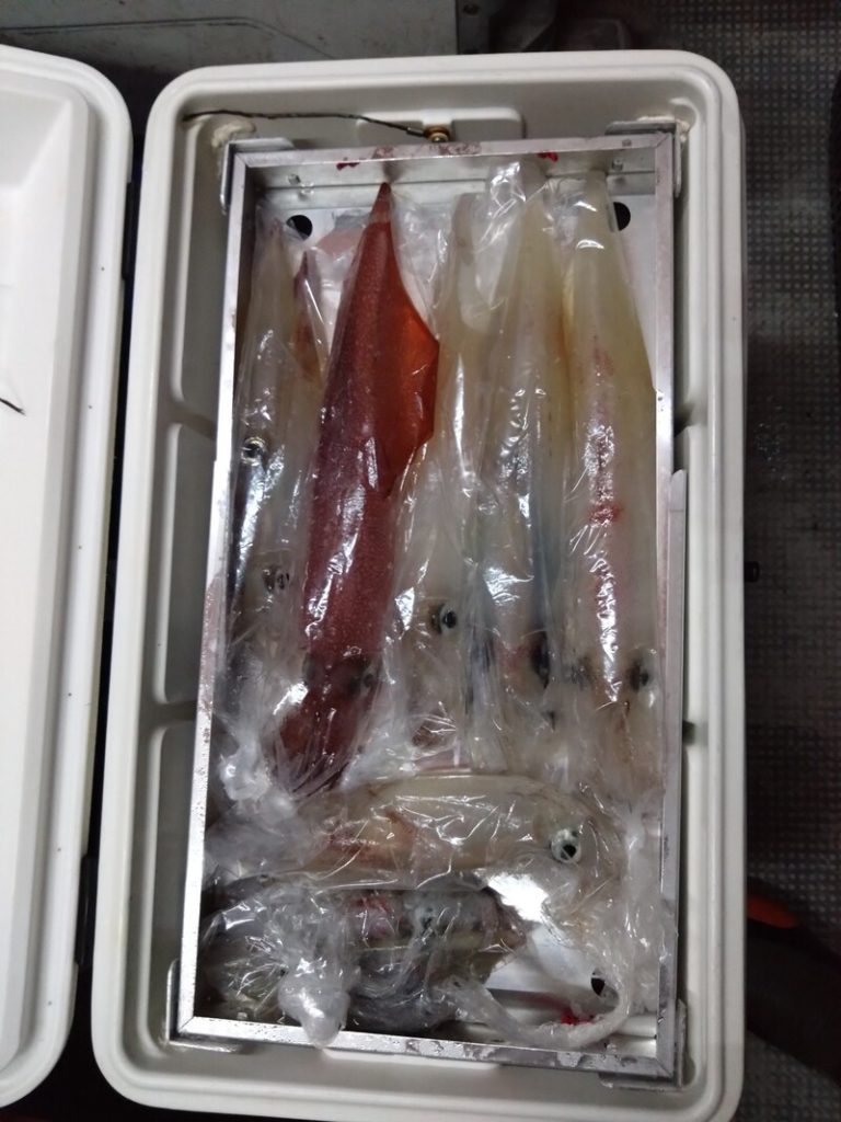 数日分の釣果です。