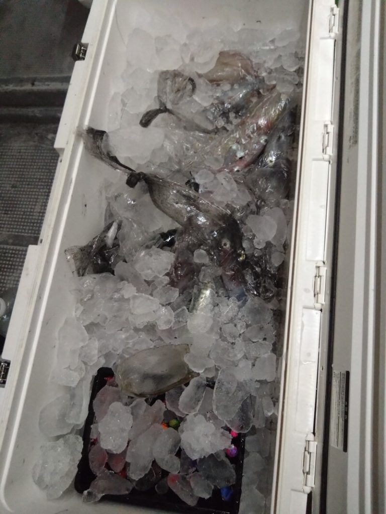 数日分の釣果です。