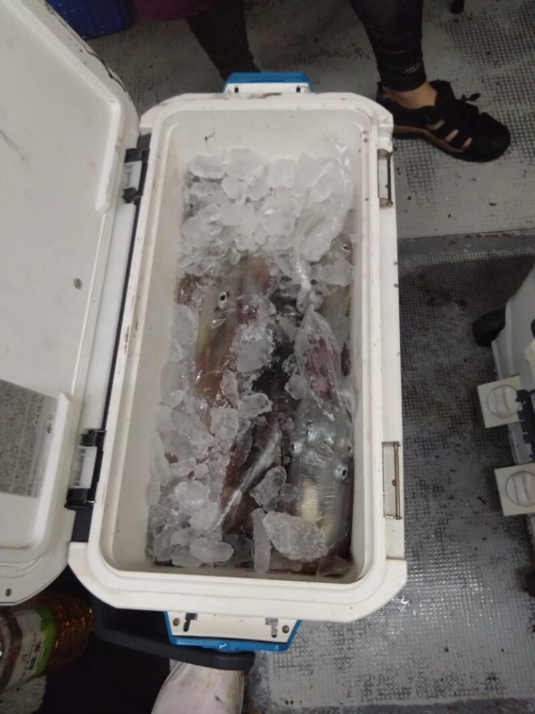 数日分の釣果です。