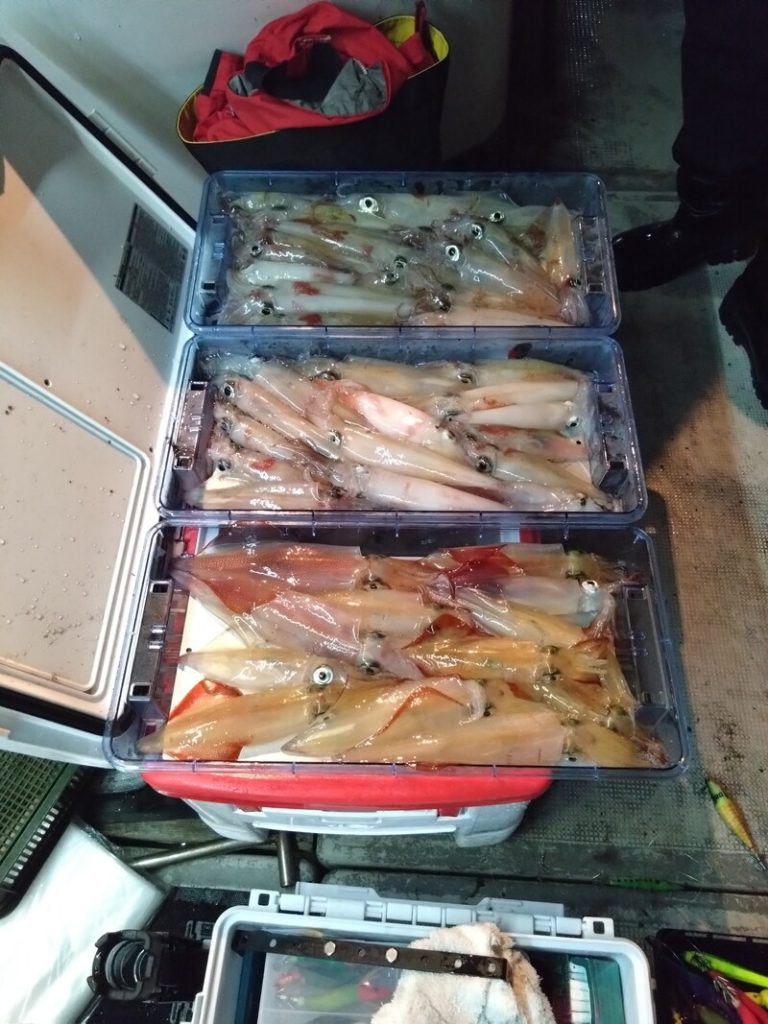 数日分の釣果です。