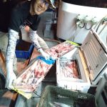 釣果報告 釣果報告