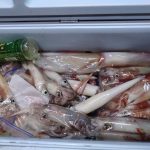 ここ数日の釣果