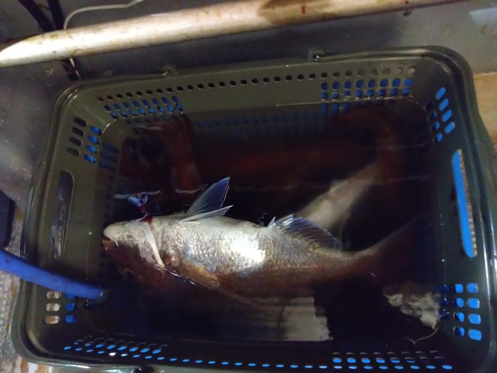 最近、全然更新してなかったので3月からの一気に載せます。デイタイラバから夜焚きまで！