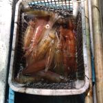 イカメタル好釣果つづいてますよ〜! イカメタル好釣果つづいてますよ〜!