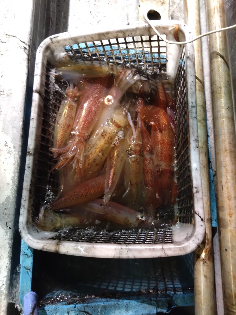 イカメタル好釣果つづいてますよ〜！