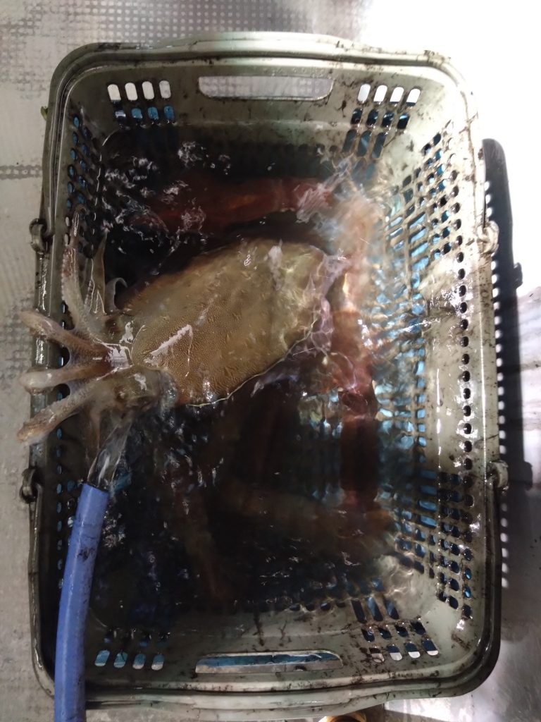 イカメタル好釣果つづいてますよ〜！