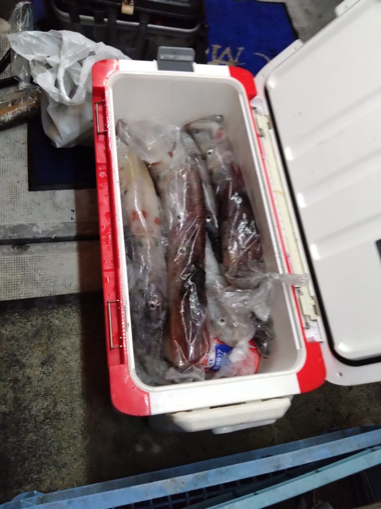 イカメタル好釣果つづいてますよ〜！