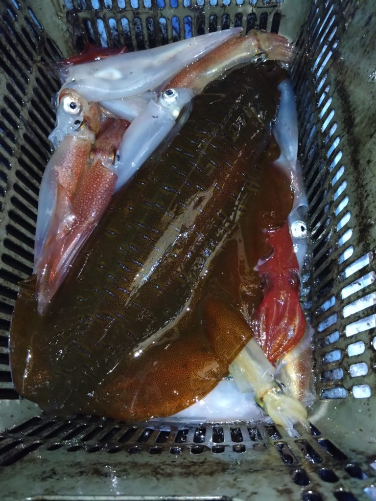 ここ数日間、絶好調ですよ～